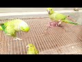 Gorgeous Ringneck parrot and baby parrot playing with each other || Mitthii parrot