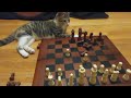 kitten playing chess part.2