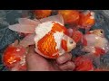 大きい玉サバ２歳魚の池あげ by fujidaruma