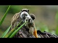 AMAZON Wildlife 4K • Rainforest Relaxation Film - Nature Video UltraHD