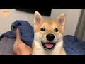 (ENG Sub) Baby Shiba Inu Growing Up! From 8 Weeks to 5 Months