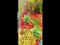 Succulent garden part 3