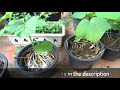 Complete Guide To Growing Natural Okra (Lady Finger) in Pot From Seed Till Harvest