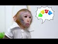 KiKi Monkey go shopping Frozen Honey Jelly Bottle 24 Hours with no budget | KUDO ANIMAL KIKI