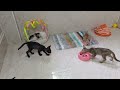CLASSIC Dog and Cat Videos🤔1 HOURS of FUNNY Clips🤣