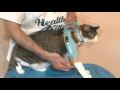 Hot to fit a cat into a Healthy Kitty Cat Care harness.