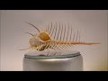 Top 5 most beautiful Murex shells in the world! HD video 1080p