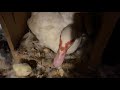 Protective Momma Muscovy hatched first baby chick.