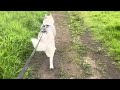 The Husky Loves Being Off-Road | Dog Walk