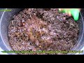 HOW TO MAKE -DIY ORGANIC COMPOST FOR DRAGON FRUIT