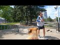 Dog Park UpGrade Coming After 3 Years of Vancouver Neglect