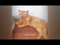 Top 10 Funniest Cat Reactions You Have to See 🐕 Funny Animal Moments 2024 😹😂