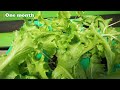 Hydroponic Lettuce: The Future of Home Gardening - Start Growing Your Own Nutrient-Rich Salad Greens
