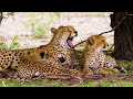 4K African Wildlife: Explore Dorob National Park in Namibia with the best footage and Real Sounds