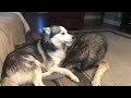 Wolf Dog Growl Machine