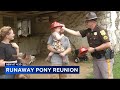 Runaway pony named Bolt who escaped barn in New Castle County returned to owner