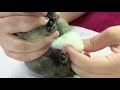 Caring for Neonatal orphaned puppies