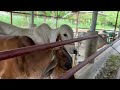 PINAKAMALAKING INDU-BRAHMAN BULL SA CATTLE FARM KO! | CATTLE FOR SALE | SOLLE'S GANDANG BUHAY