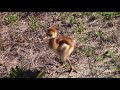 Baby Sandhill Crane Being Fed