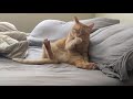 Ginger cat cleans herself