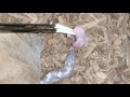 Anerythristic sand boa feeding