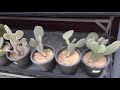 DUBAI GARDEN CENTRE PART 2| OUTDOOR PLANTS