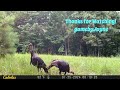 Wild Turkey in a Summer Rain