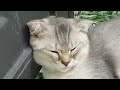 Funniest Dogs And Cats Videos 2024😉You Laugh You Lose🐶
