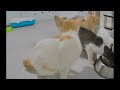 When Cats Are So Silly 😹 I will die laughing 🐱🤣 Funniest Animals 😹