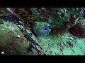 Aquarium 4K VIDEO (ULTRA HD)🐠Beautiful Relaxing Coral Reef Fish - Relaxing Sleep Meditation Music#5