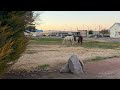 Wild Horses in Town (Pahrump, Nevada)