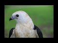 Swallow-tailed Kite Rescue, Release & Tracking