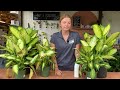 How To Treat Fungal Infections On Houseplants