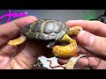 Lizards, Snakes, Turtles Collection - Cobra, Frill Necked Lizard, Coral Snake, Leatherback Turtle