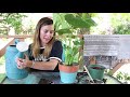 How To Repot Houseplants! | Repotting Houseplants