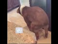 dog dancing to Thump and Jump