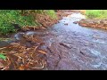 BEAUTIFFUL STREAM AND CAMING FOREST SOUNDS, MORNING BIRDS CHIRPING AND WATER SOUNDS