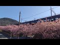 河津桜と黒船電車