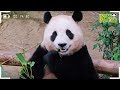 (SUB) Man Vs Panda! Who Will Win In Arm Wrestling?🐼│Panda World