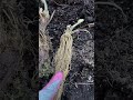 Planting Bare Root Strawberries ￼