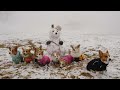 コーギーのゆき＆ゆめ　みんなで雪遊び♬　Corgis playing in the snow.