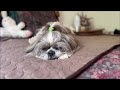 Shih Tzu Explores Around Our Koi and Goldfish Pond 🐟 | Lacey Dog Enjoys Resting on Cooling Mat 😴🐾