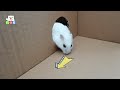 🐹Hamster escapes the awesome maze for Pets in real life 🐹 in Hamster stories Part 12