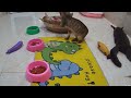 You Laugh You Lose 🐱🐷😸 Funniest Dogs and Cats 2024 😂 Cute baby animals