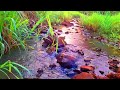 FOREST SOUNDS FOR SLEEPING, PEACEFUL BABBLING BROOK AND BIRDS CHIRPING, RELAXING ASMR