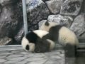 Baby Twin Panda