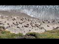 Elephant Seals Molting