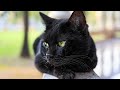 Bombay Cat Breed 101 Everything You Need To Know/All Cats