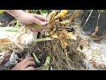 Easy Way to Grow Turmeric from Root, Grow Herbs Plant from Store Bought - Gardening Tips