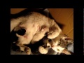 Mockie mit ihren 3 Babys.süss.sind erst ein paar Stunden alt.